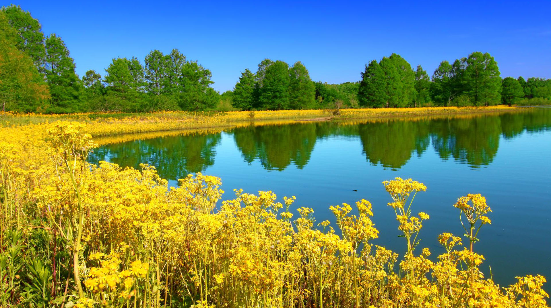 A pond with yellow flowers and trees in the background.